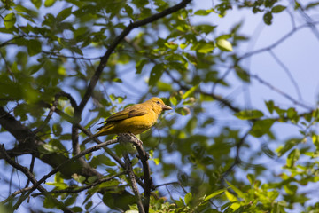 female summer tanager in a tree 