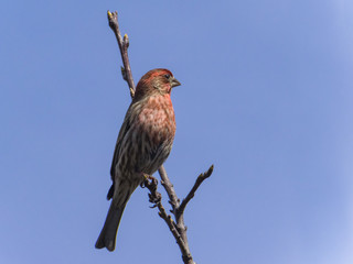 Purple finch