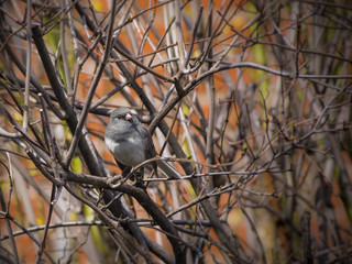 Little junco bird