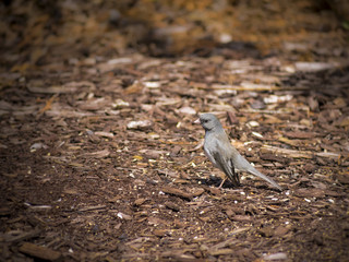 Little junco bird
