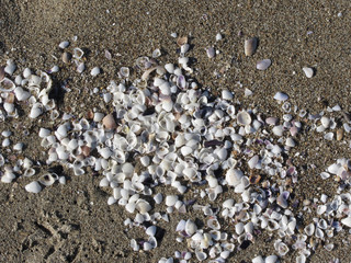 Seashells on sand. Summer beach background. Top view