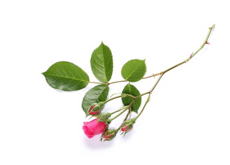 Pink roses with buds isolated on white background