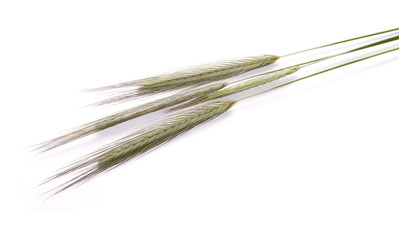 green ears of wheat isolated on white background, clipping path