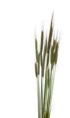 green ears of wheat isolated on white background, clipping path