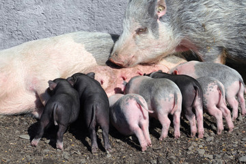 Hängebauchschweine - Sus scrofa domestica - Sau säugt einen Wurf Ferkel