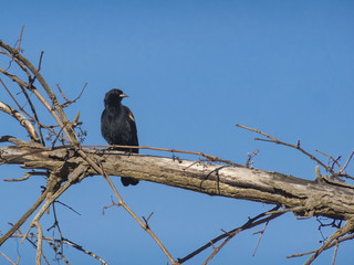 Red-winged blackbird