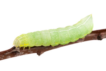Green caterpillar on stick isolated on white background
