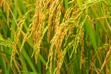 Rice paddy on the field  in Thailand