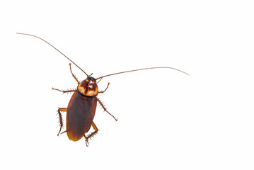 A cockroach isolated on white background.