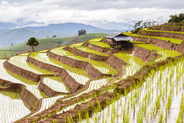 Green Terraced Rice Field in Pa Pong Pieng , Mae Chaem, Chiang Mai, Thailand