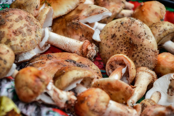 Close up of mixed mushrooms, preparation for drying. Heap of different varieties mushrooms for soup. Fresh harvested in woods on summer time. Mushroom hunting background. Hand-picked in Slovak forest