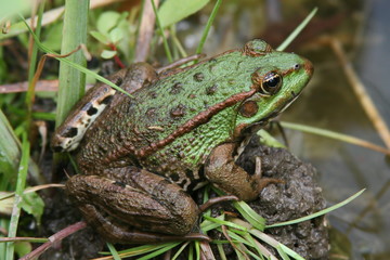 Springfrosch