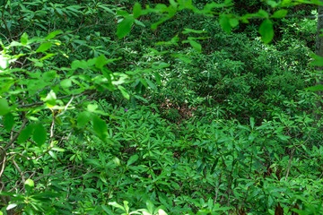 Strandzha Zelenica or Rhododendron ponticum, an evergreen shrub with fresh purple blosom, grows in the shadows of the trees, in the shadows of centuries-old mountain beech trees.