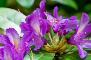 Strandzha Zelenica or Rhododendron ponticum, an evergreen shrub with fresh purple blosom, grows in the shadows of the trees, in the shadows of centuries-old mountain beech trees.