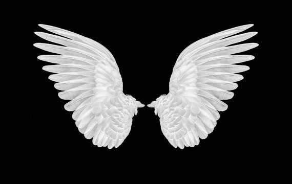 wings of bird on black background