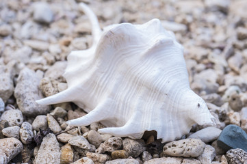 Seashell on rocky shore.
