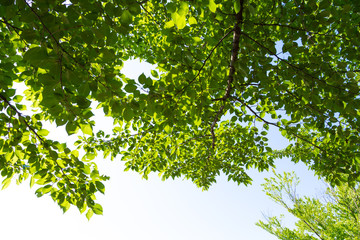 初夏の木と葉　木漏れ日