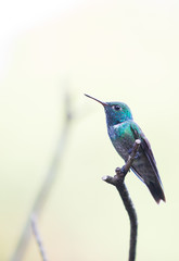 hummingbird