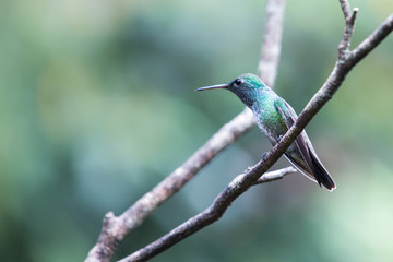 hummingbird
