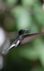 hummingbird