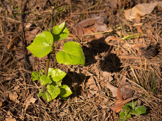 Young fresh green leaves of a sapling lit with sun in the forest on a spring or summer day