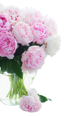 Fresh peony flowers colored in shades of pink in vase close up isolated on white background