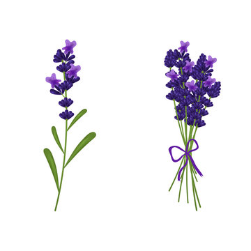 A beautiful picture of lavender in a bouquet.Vector illustration