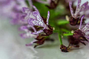 Beautiful wild Orchid (Orchis simia observer), soft violet blossom on white background, shallow depth of focus and background. Spring Concept.