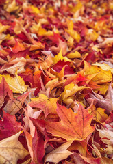 Colorful autumn leaves nature background