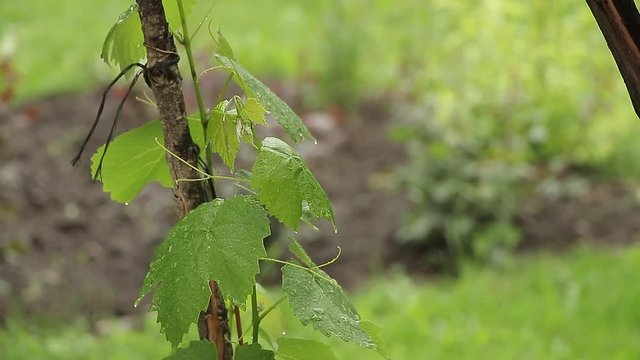 Vine lief closeup
