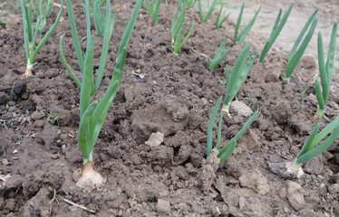 dirt fresh food nature crop young seedling leaf organic garlic earth grass farm gardening ground onion green plant agriculture soil garden growth field vegetable spring 