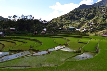 Rice terraces Banaue