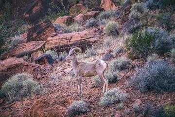 Mountain Goat, Valley of Fire, Nevada