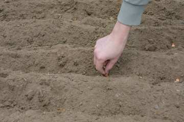 Close up of hand and beds prepared for planting onions. Concept agro culture.Planting of onions.