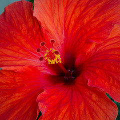 Close-up of beautiful blood-red hibiscus bloom with yellow pollen covering its stamen. - 155912887