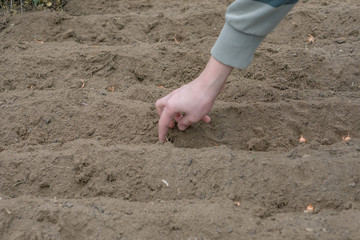 Close up of hand and beds prepared for planting onions. Concept agro culture.Planting of onions.