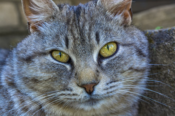Portrait of a beautiful gray cat outdoors 