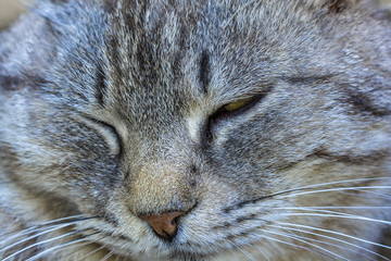 Portrait of a beautiful gray cat outdoors 