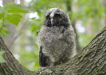 Long-eared owl downy chick. Asio otus. 