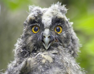 Obraz premium Long-eared owl downy chick. Asio otus. 