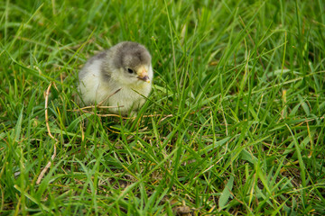 Fototapeta premium Beautiful small chick in the green grass