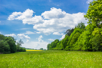Summer landscape with forest and field in Czech Republic