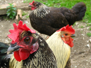 Gallo y gallinas de corral