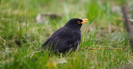 Singing blackbird