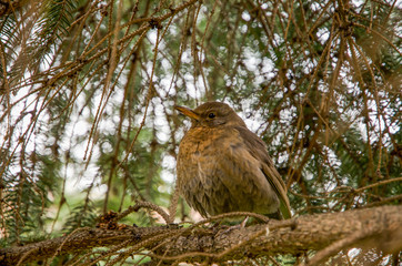 A female blackbird showing off its camouflage