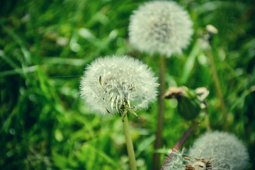 Close up of blooming yellow dandelion flowers (Taraxacum officinale) in garden on spring time. Detail of bright common dandelions in meadow at springtime. Used as a medical herb and food ingredient