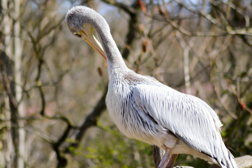 Pelican who makes his toilet on a wooden