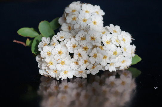 Small White Flowers Isolated On Black Background