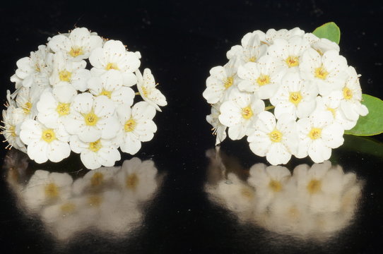 Small White Flowers Isolated On Black Background
