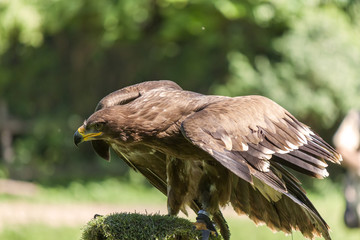 Royal Eagle on green background